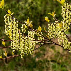 Stachyurus chinensis Joy Forever - Perlschweif - Balkonblumen
