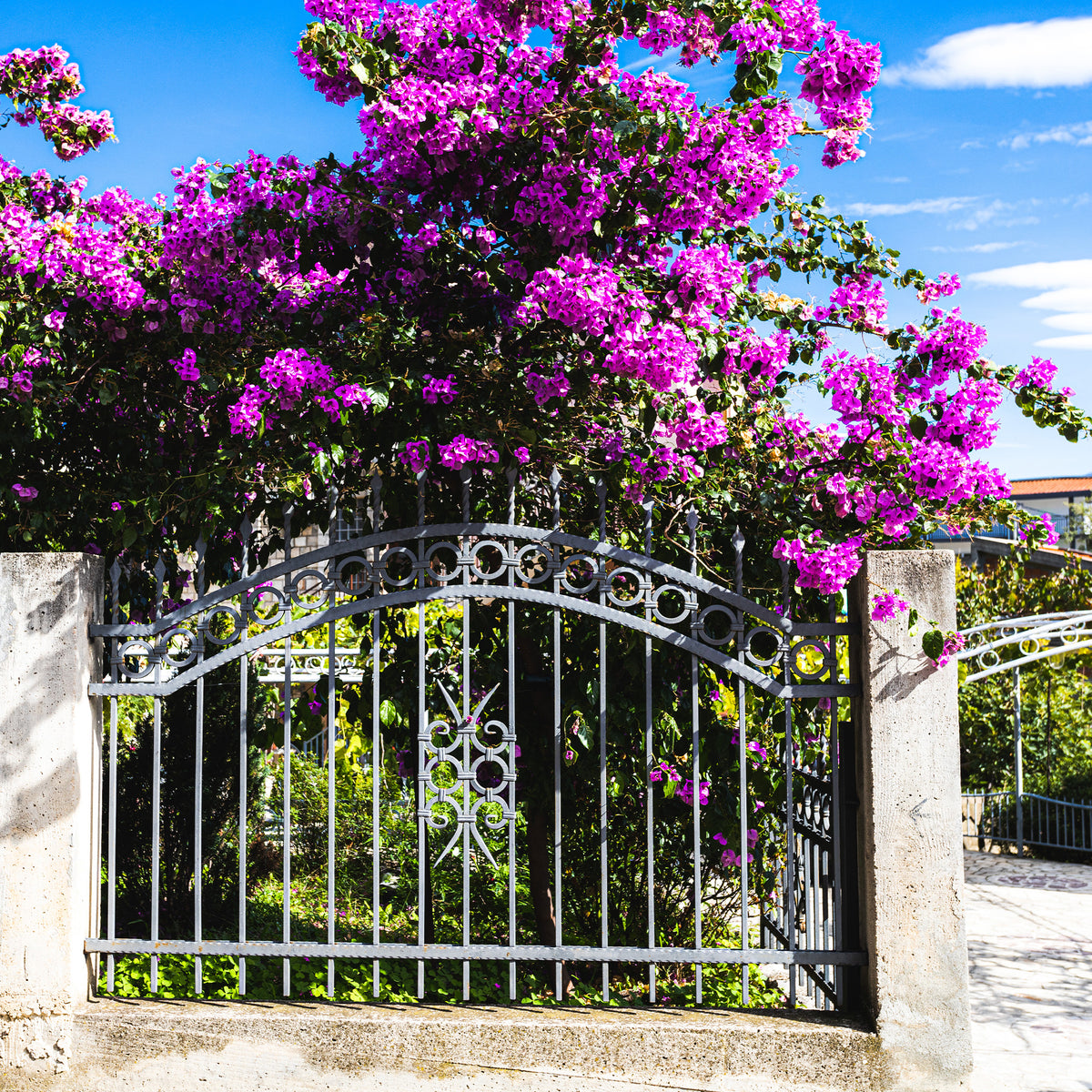 Bougainvillea 'violet de mèze' - Bougainvillea ‘Violet de Meze’ - Bougainvillea