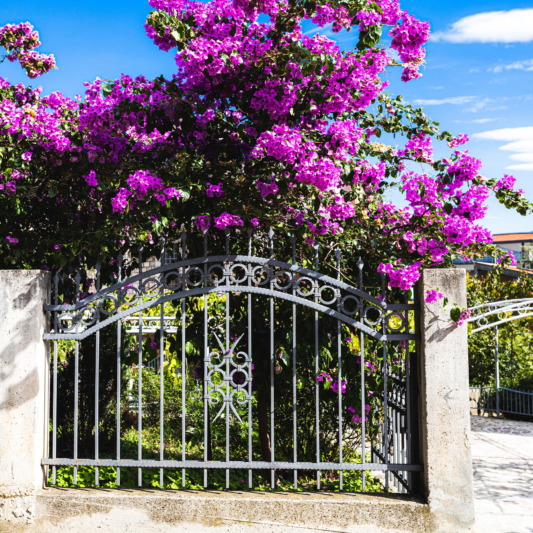Bougainvillea 'violet de mèze' - Bougainvillea ‘Violet de Meze’ - Bougainvillea
