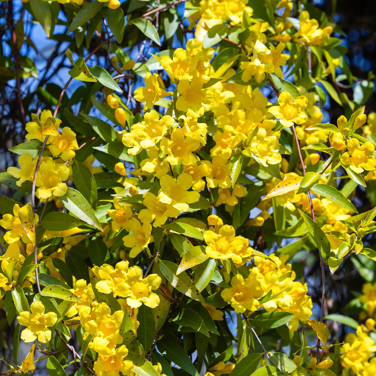 Gelsemium sempervirens - Carolina-Jasmin - Kletterpflanzen