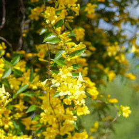 Carolina-Jasmin - Gelsemium sempervirens - Willemse