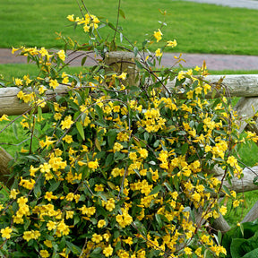 Kletterpflanzen - Carolina-Jasmin - Gelsemium sempervirens