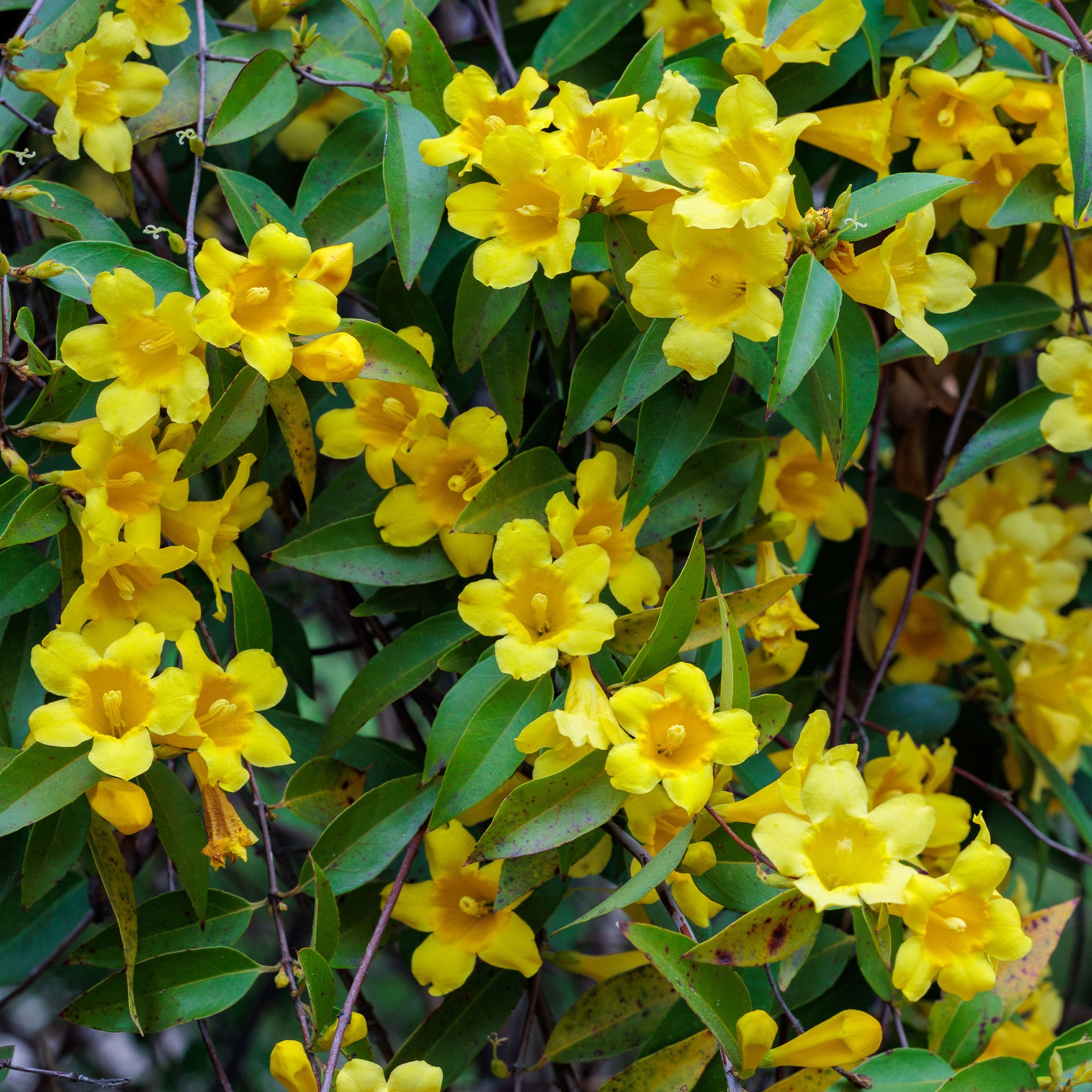 Carolina-Jasmin - Willemse