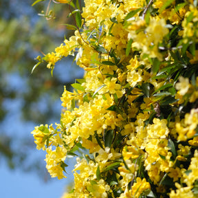 Carolina-Jasmin - Kletterpflanzen - Willemse