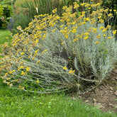 Currykraut - Helichrysum italicum subsp. serotinum - Willemse
