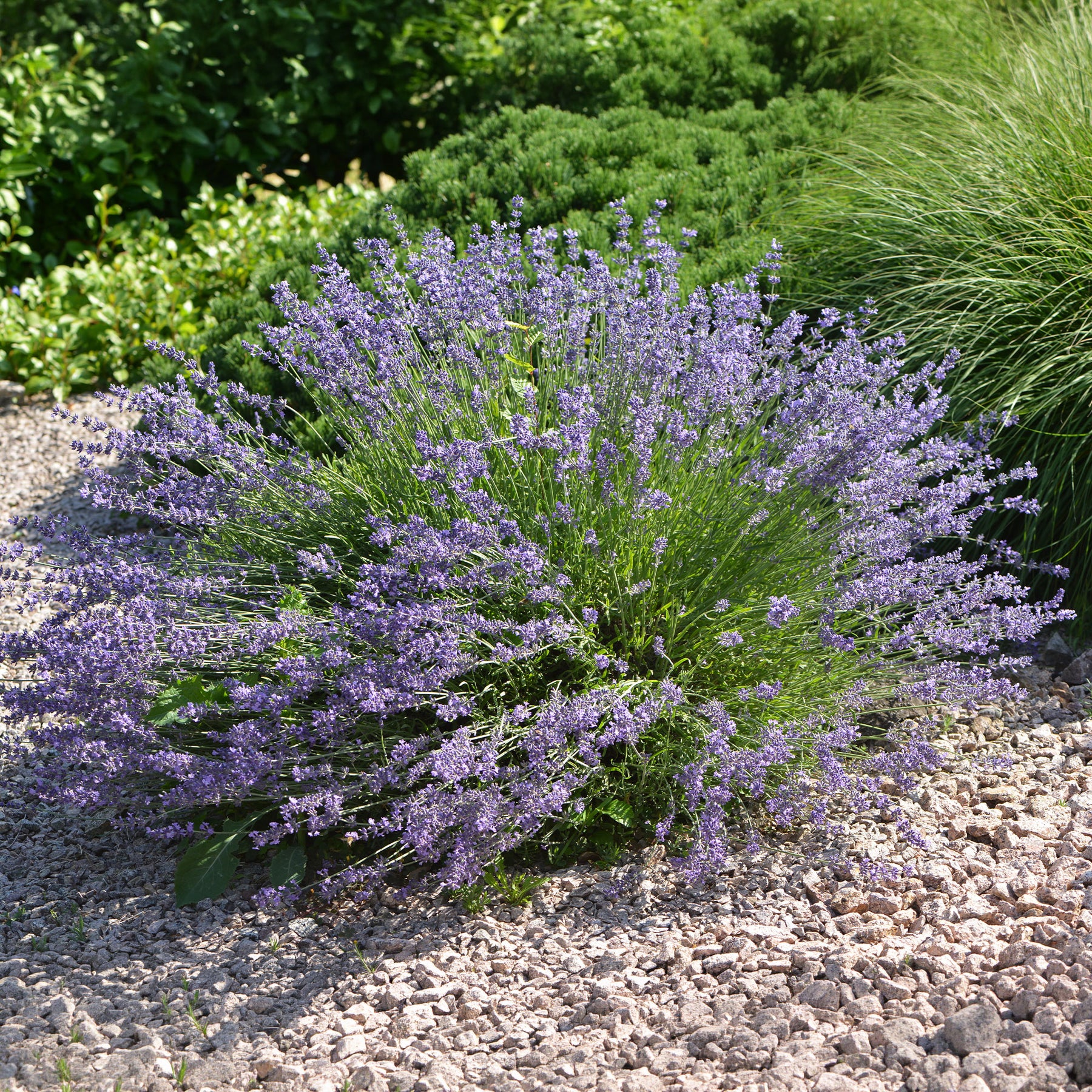 Lavendel Dutch - Willemse