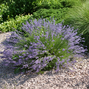 Lavendel Dutch - Willemse