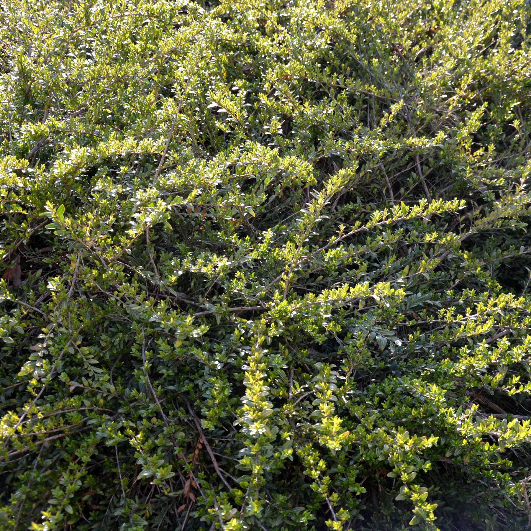 Böschungsmyrte Moss Green - Willemse