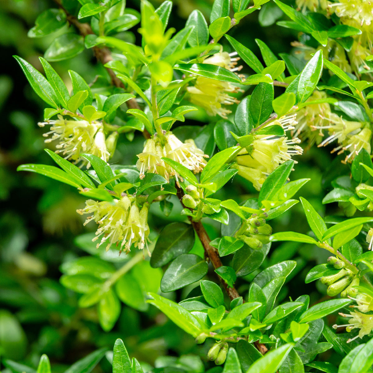 Böschungsmyrte Moss Green - Lonicera pileata 'moss green' - Willemse