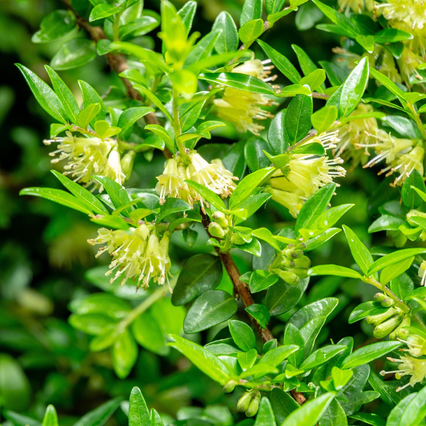 Böschungsmyrte Moss Green - Lonicera pileata 'moss green' - Willemse