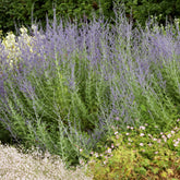 Kleine Blauraute Little Spire ® - Willemse