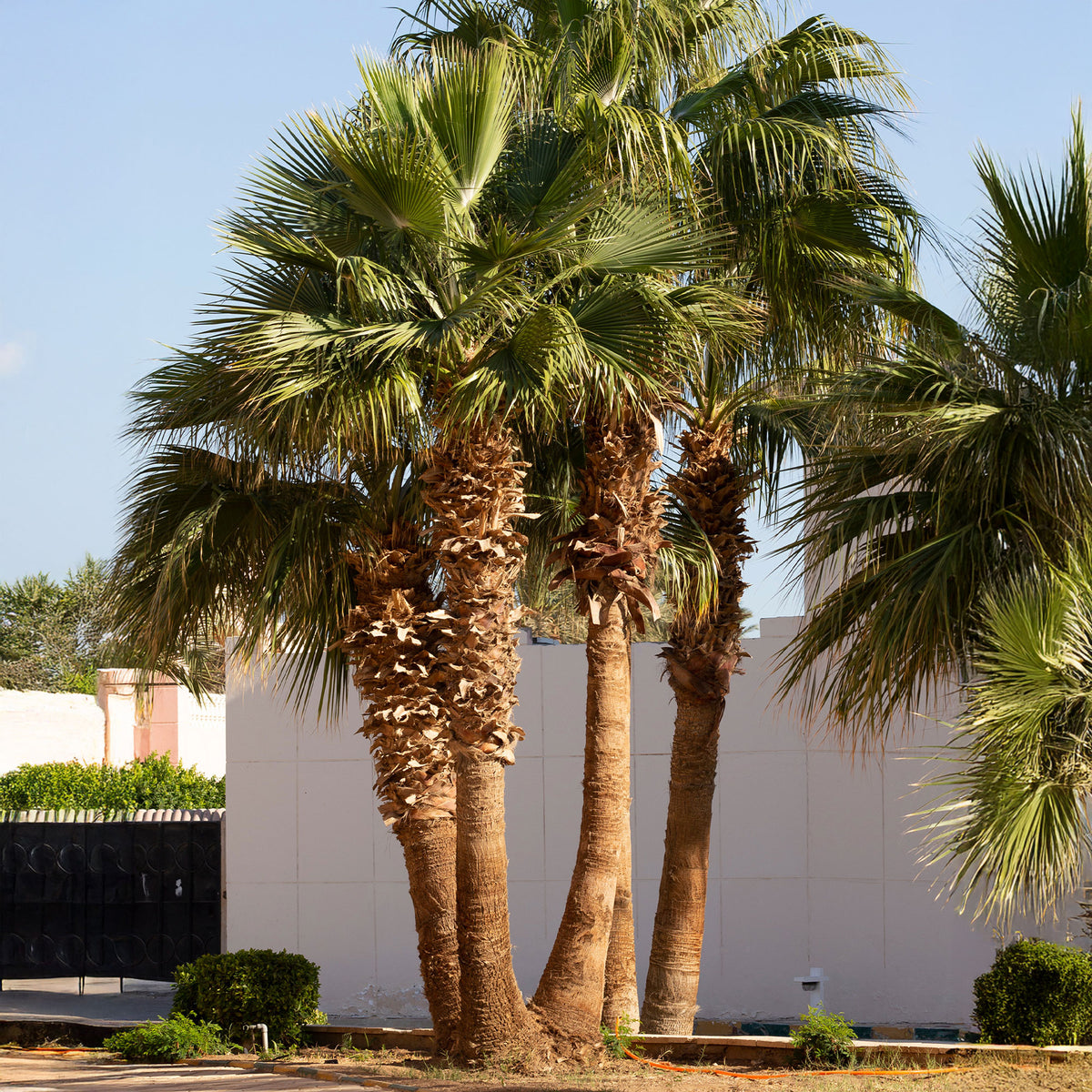 Palmen - Priesterpalme - Washingtonia filifera