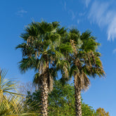 Mexikanische Fächerpalme - Washingtonia robusta - Willemse