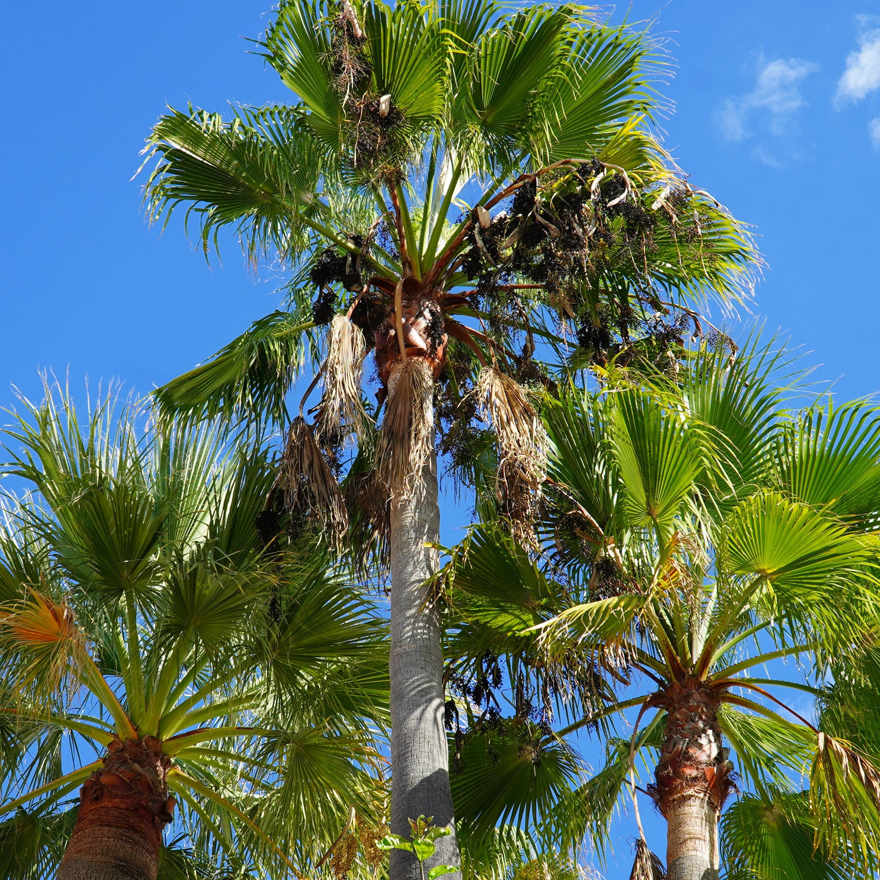 Washingtonia robusta - Mexikanische Fächerpalme - Palmen