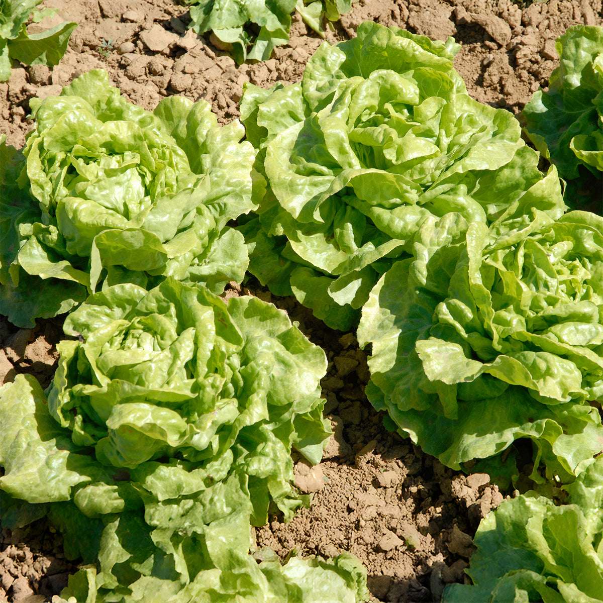 Kopfsalat Novappia (x6) - Lactuca sativa 'novappia' - Willemse