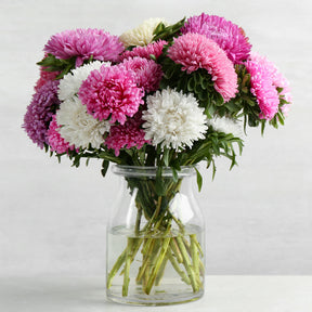 Callistephus chinensis - Chrysanthemen-blühende Aster Mischung - Samen für Blumenbeete und -ränder