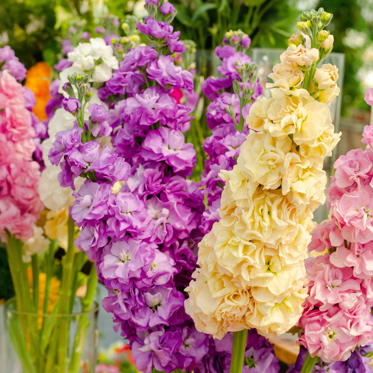 Levkojen Mischung - Matthiola incana - Willemse