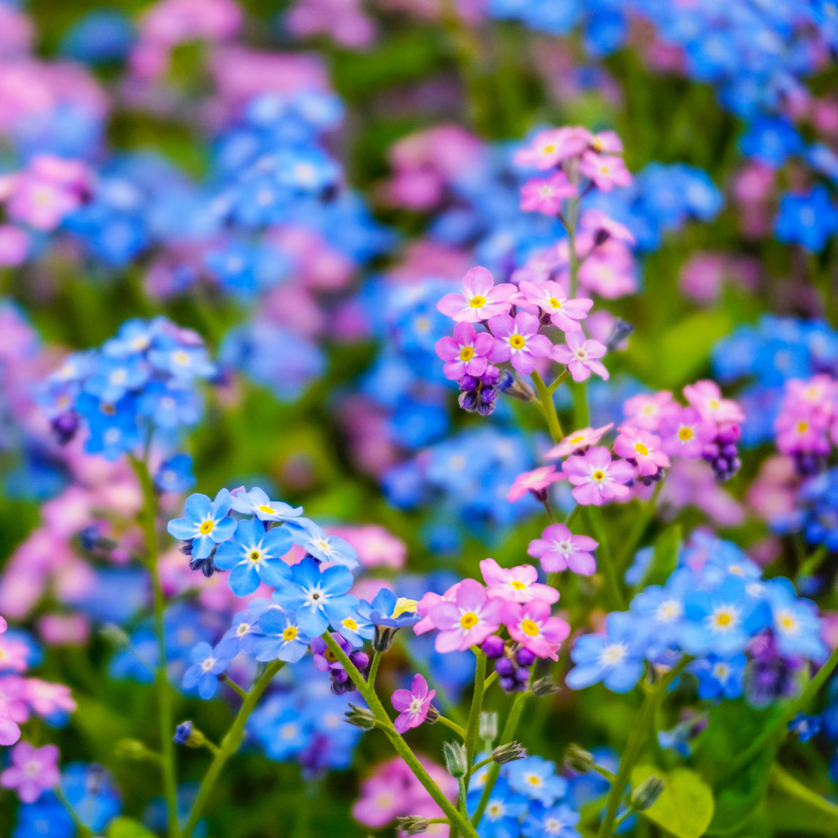 Alpen-Vergissmeinnicht Mischung - Myosotis alpestris - Willemse