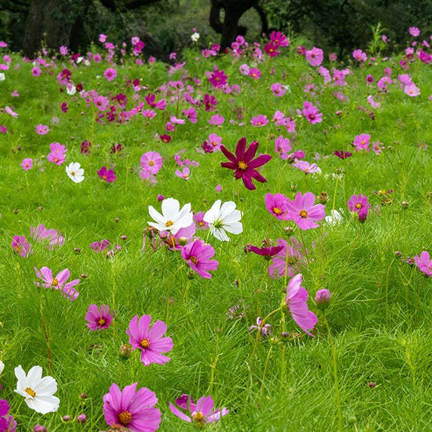 Samen für essbare Blumen - Schmuckkörbchen Sensation Mischung - Cosmos bipinnatus