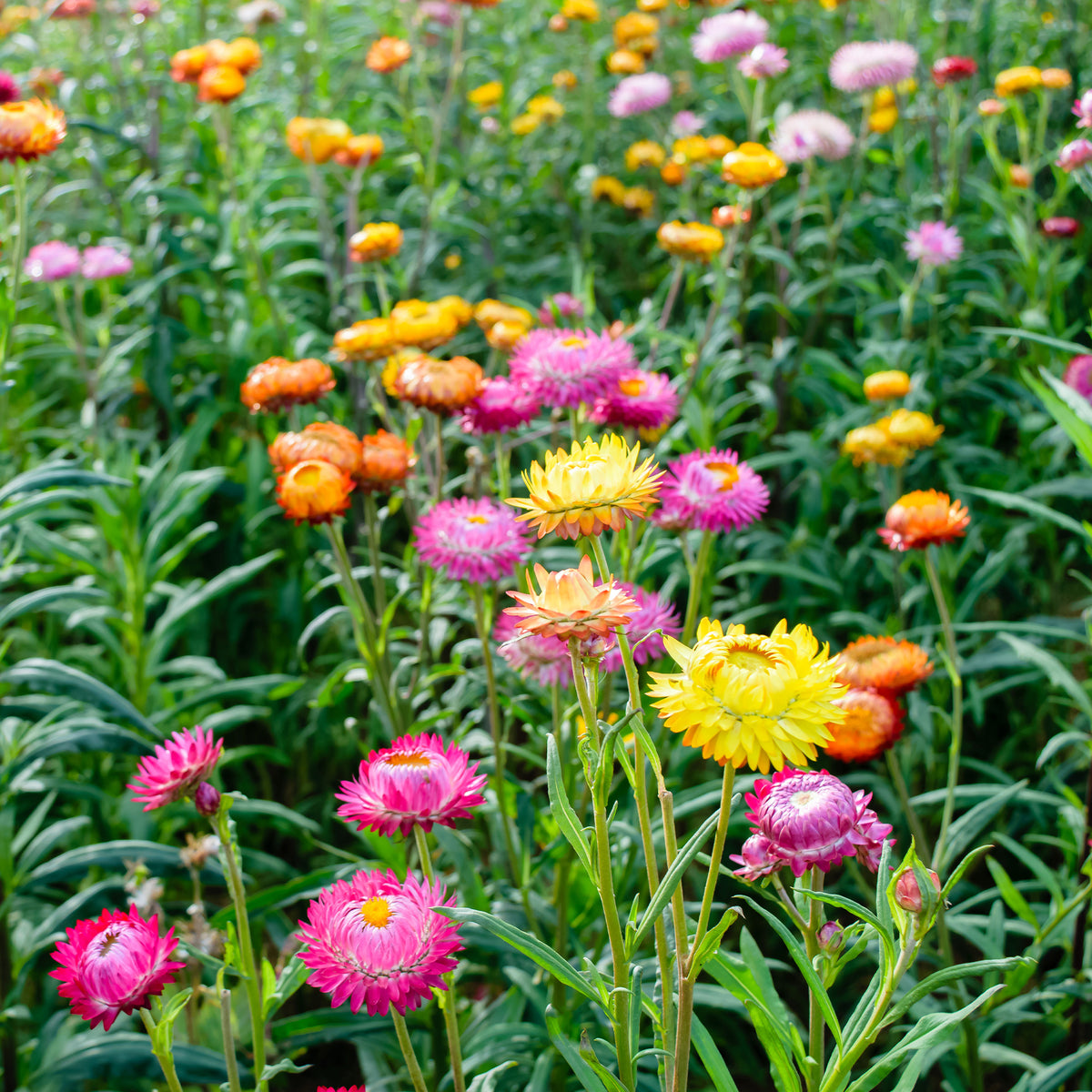 Xerochrysum bracteatum - Strohblumen Mischung - Samen für Blumenbeete und -ränder