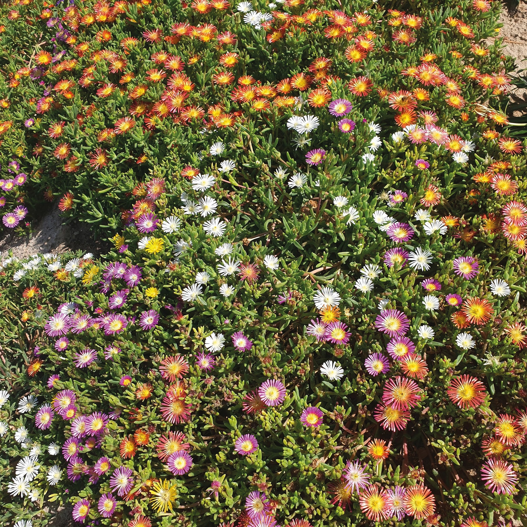 Mittagsblumen Mischung (x3) - Delosperma cooperi - Willemse