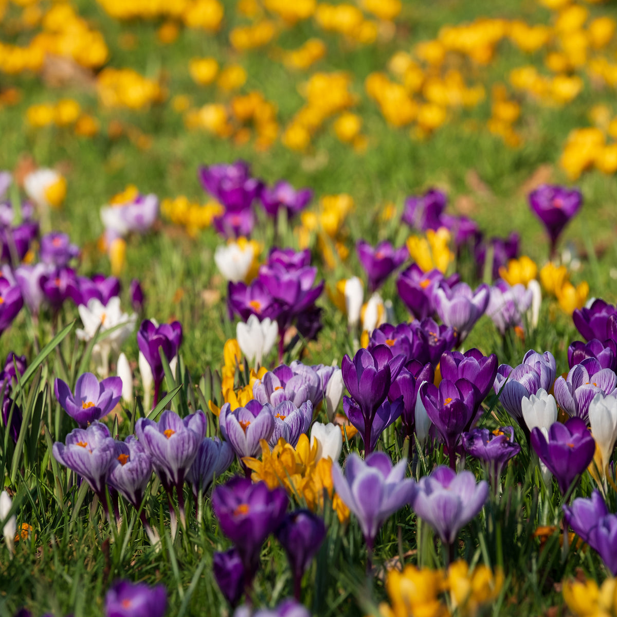 Großblumige Krokusse Mischung - Willemse