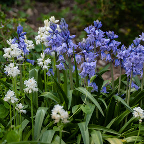 Spanische Glocken Scilla Mischung (x5)