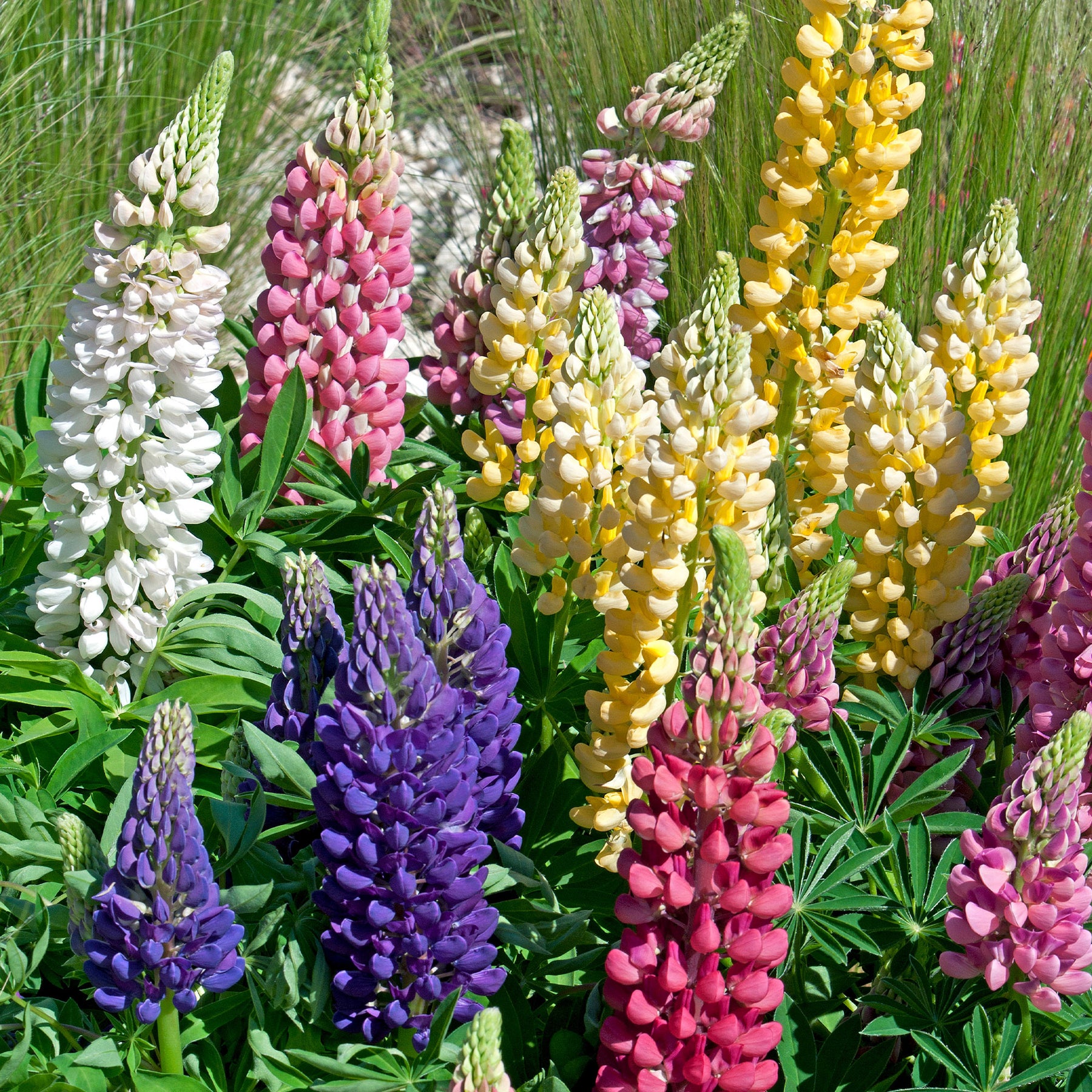 Lupinen Russel Mischung (x5) - Willemse