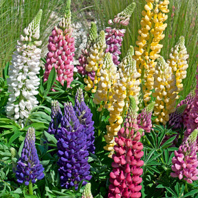 Lupinen Russel Mischung (x5) - Willemse