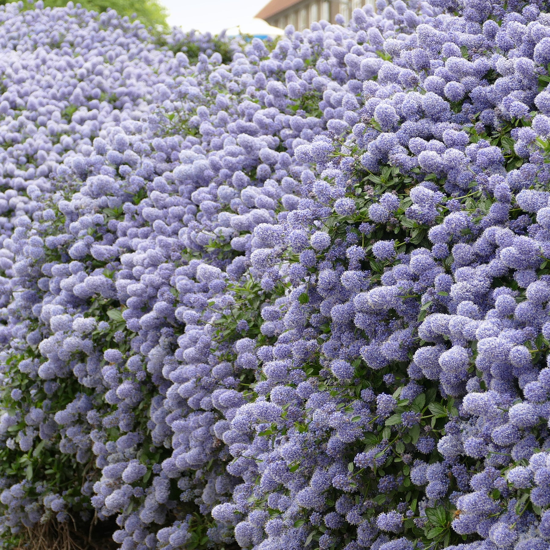 Säckelblume Victoria