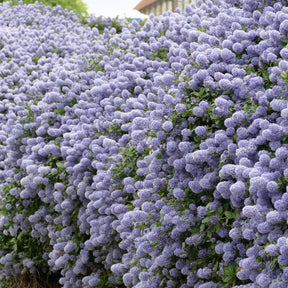 Säckelblume Victoria
