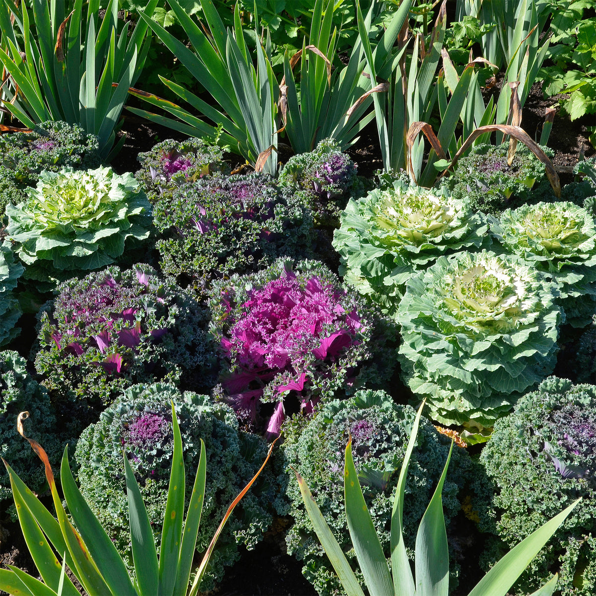 Zierkohl in Mischung (x3) - Willemse