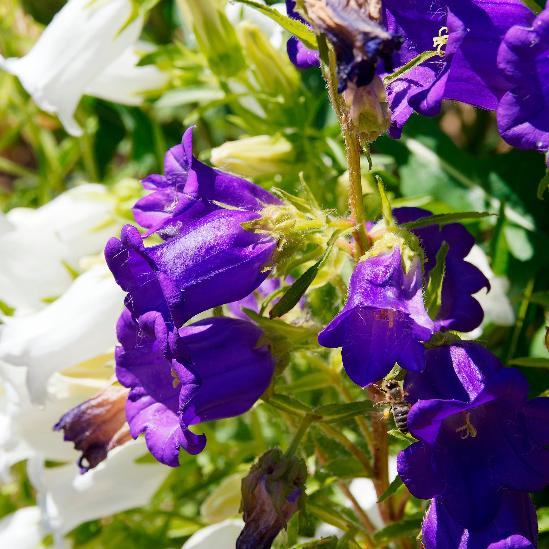 Glockenblumen Mischung Carillon (x2) - Campanula medium carillon - Willemse