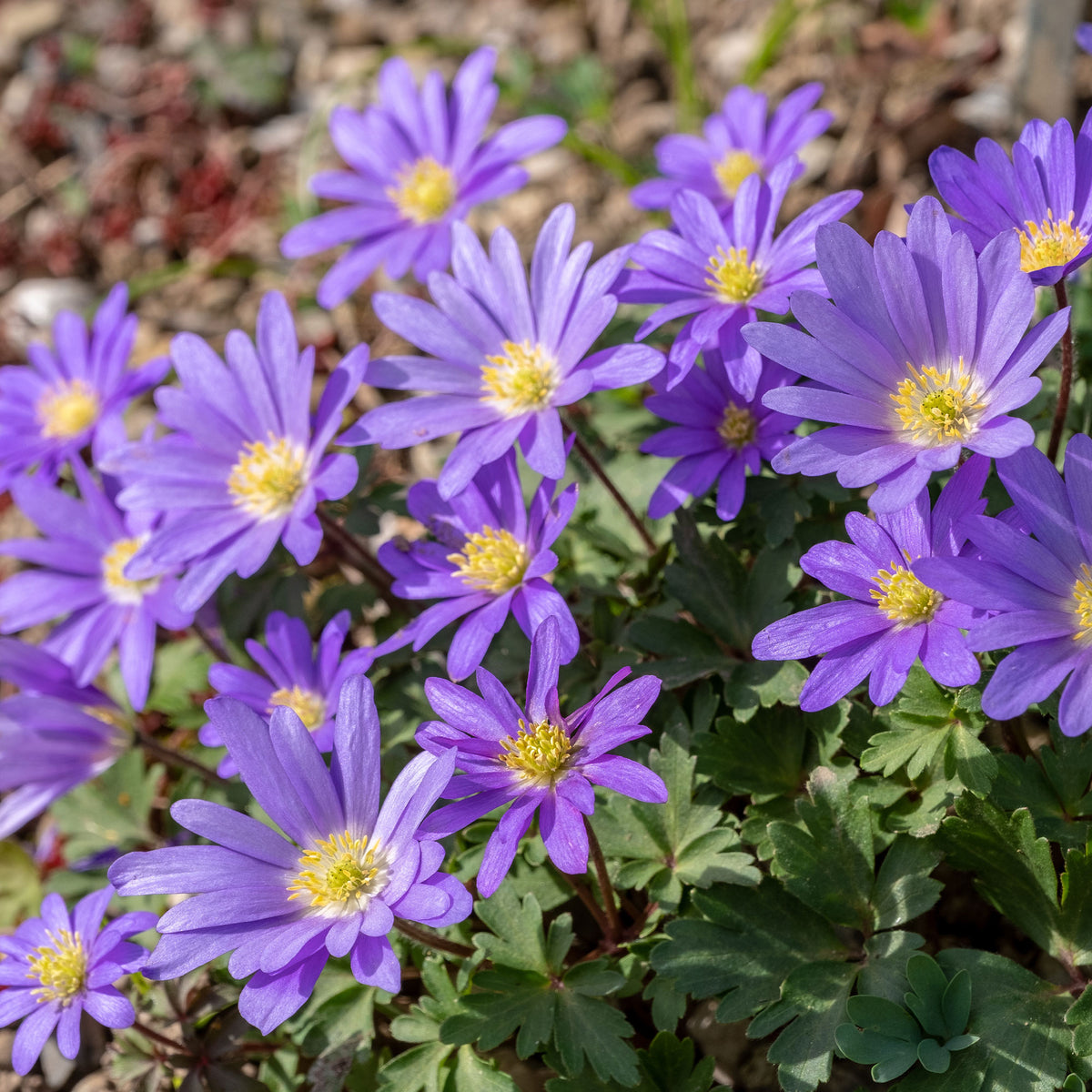 Anemone blanda Blue Shades - Anemone blanda blau (x30) - Anemonen-Zwiebeln