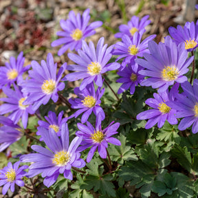 Anemone blanda Blue Shades - Anemone blanda blau (x30) - Anemonen-Zwiebeln