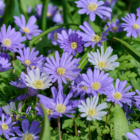 Anemone blanda blau (x30) - Willemse