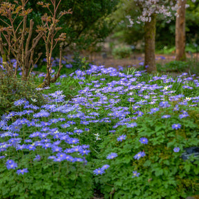 Anemonen-Zwiebeln - Anemone blanda blau (x30) - Anemone blanda Blue Shades