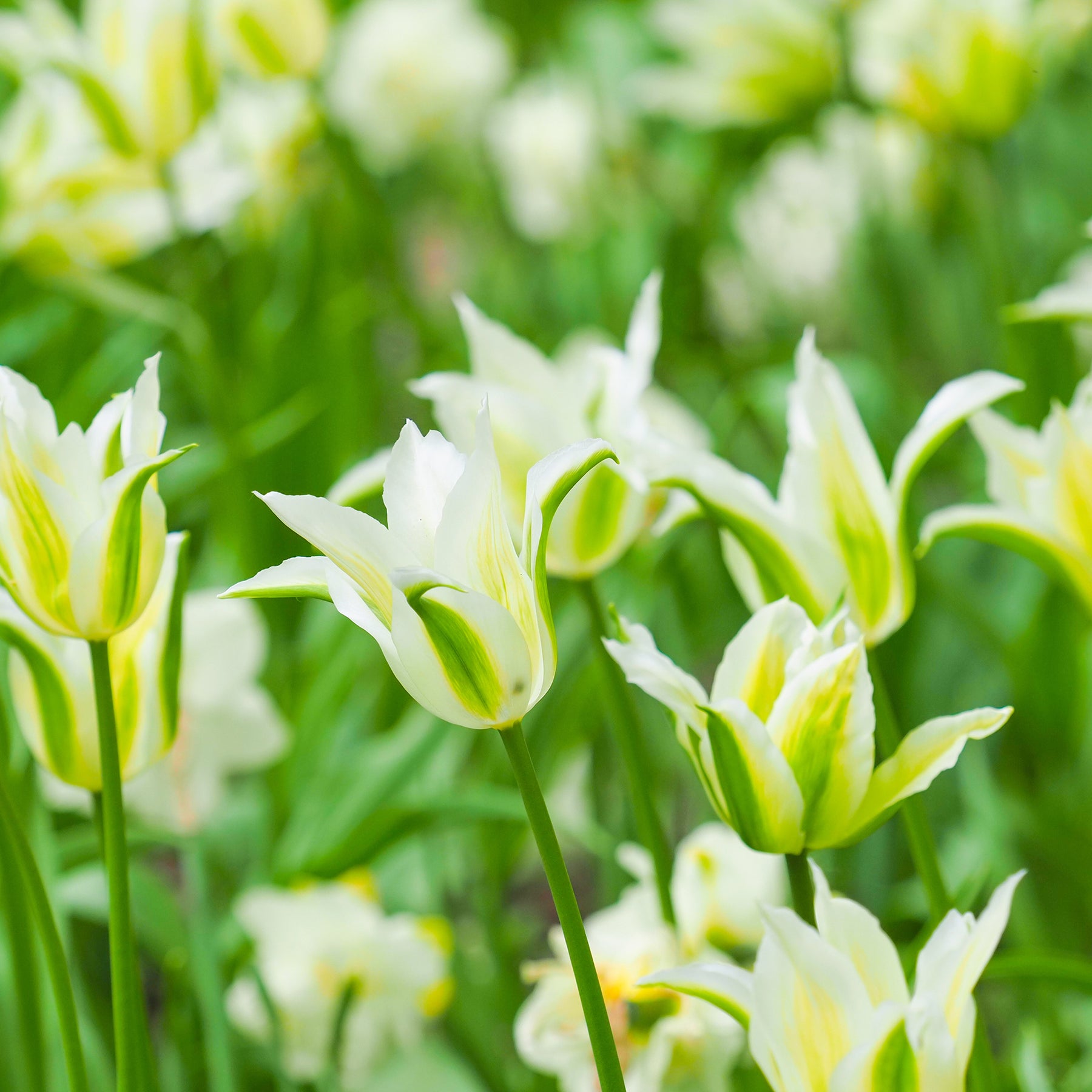 Tulipa greenstar - Lilienblütige Tulpe 'Greenstar' (x10) - Tulpen-Zwiebeln