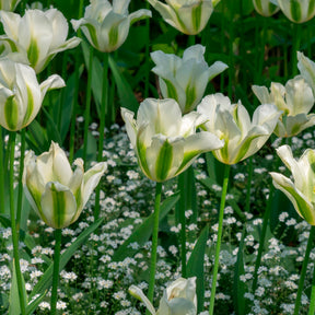 Tulpen-Zwiebeln - Lilienblütige Tulpe 'Greenstar' (x10) - Tulipa greenstar