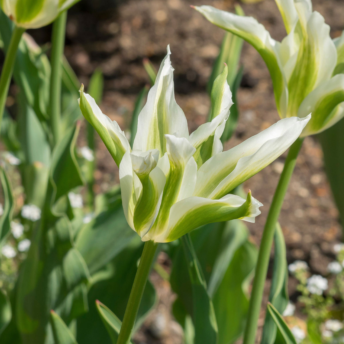 Lilienblütige Tulpe 'Greenstar' (x10) - Tulipa greenstar - Willemse
