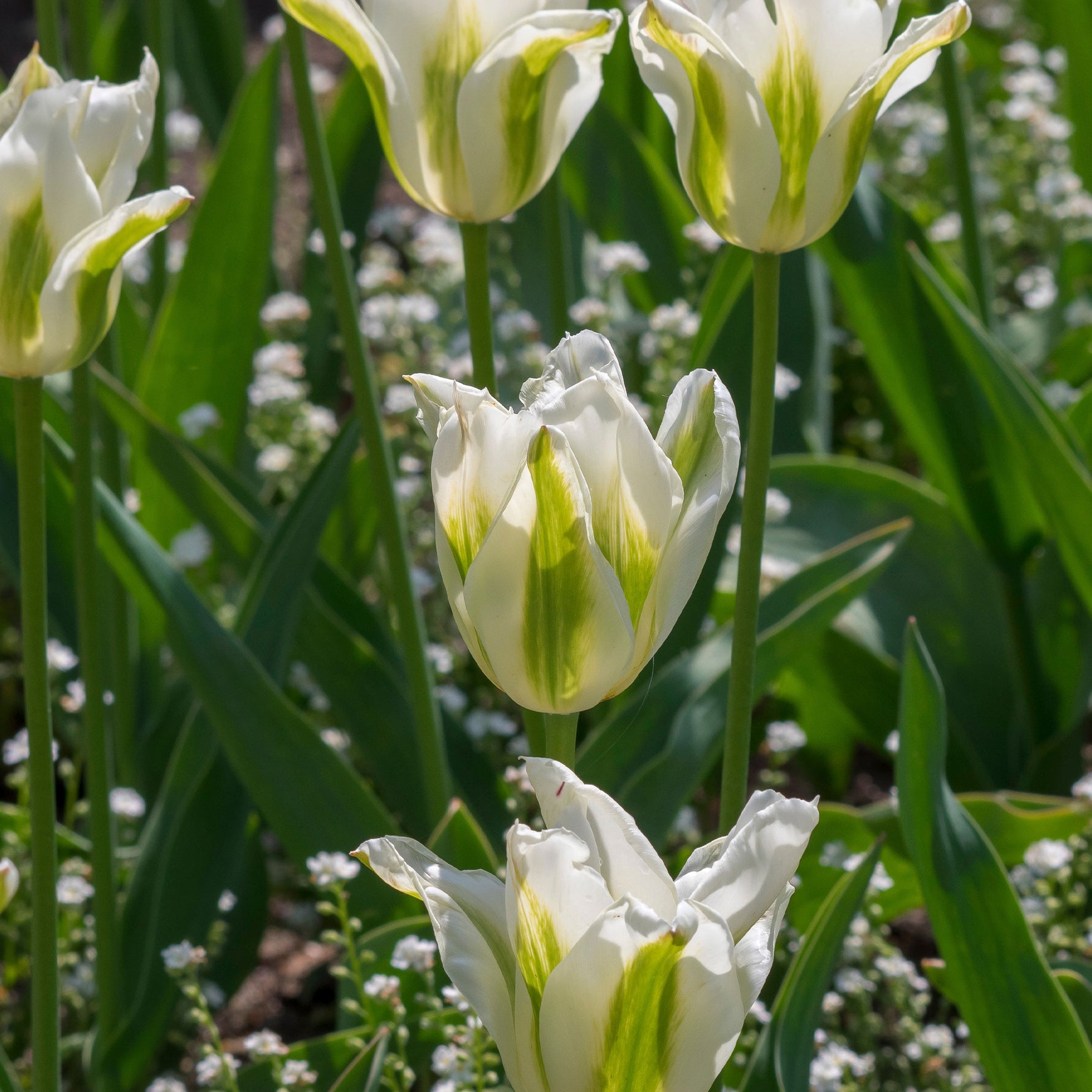 Lilienblütige Tulpe 'Greenstar' (x10) - Willemse