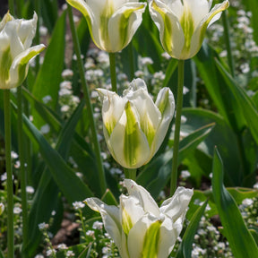 Lilienblütige Tulpe 'Greenstar' (x10) - Willemse