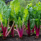 Rhabarber Mangold Rhubarb Chard - Willemse