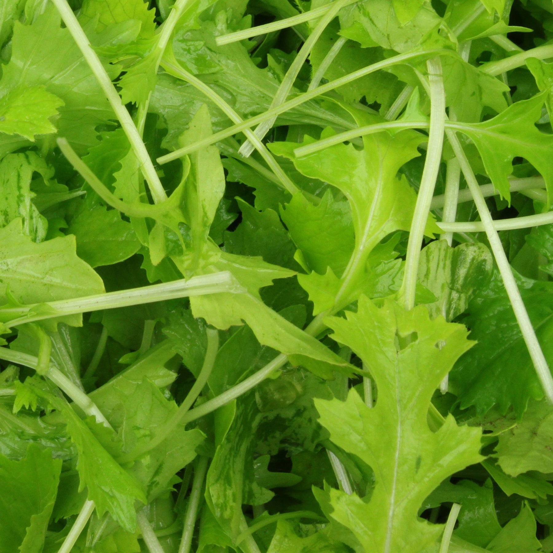 Rübchen-Sprossen 'Mesophylla' Bio - Willemse