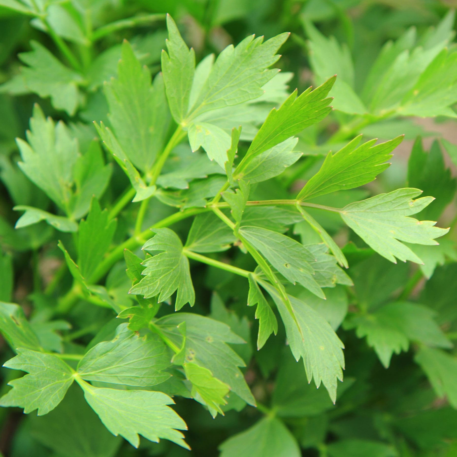 Maggikraut Bio - Willemse