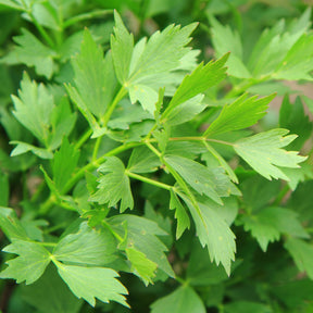 Maggikraut Bio - Willemse