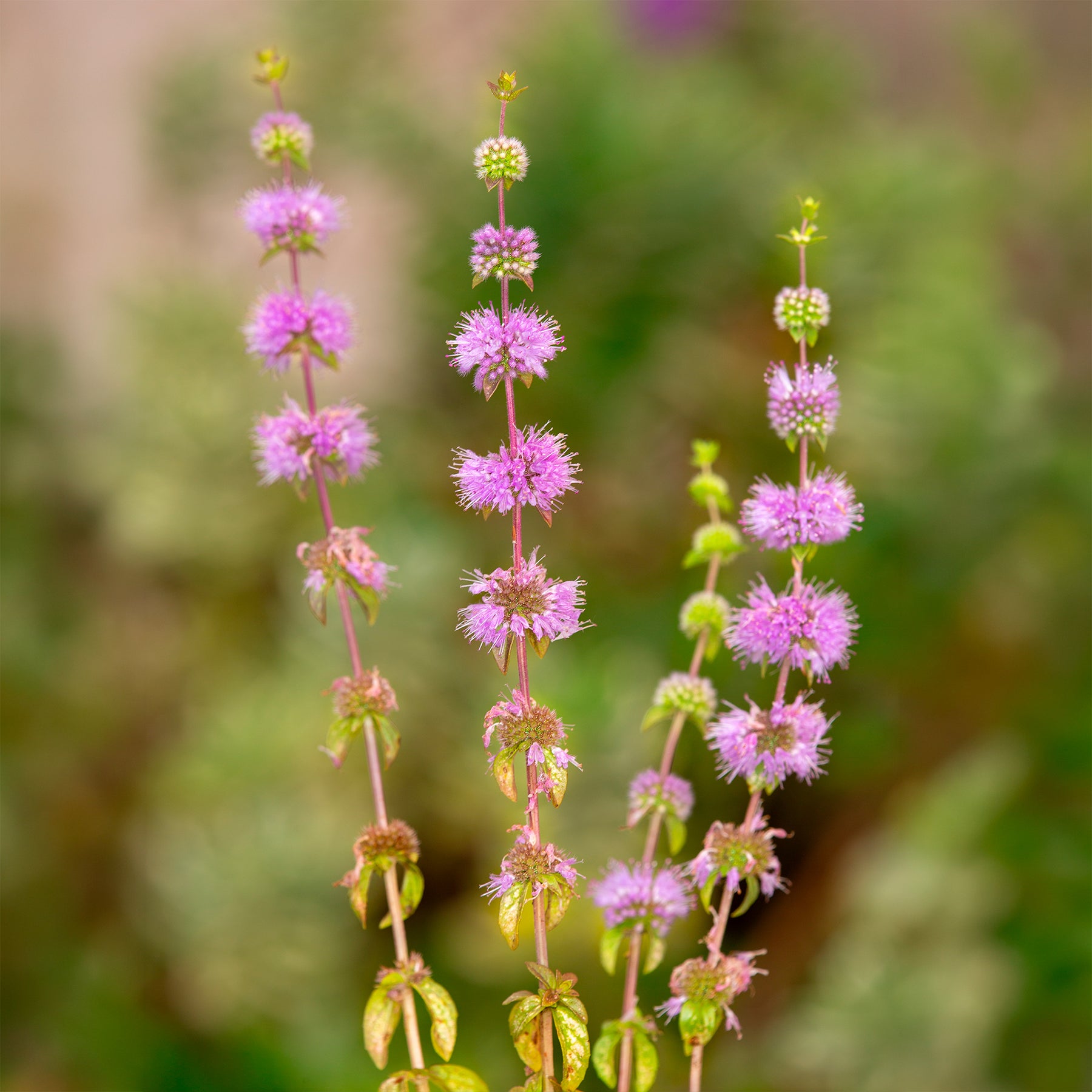 Poleiminze - Mentha pulegium - Willemse