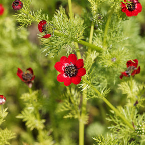 Adonis aestivalis - Sommer-Adonisröschen ‘Deep Red’ - Samen für Blumenbeete und -ränder