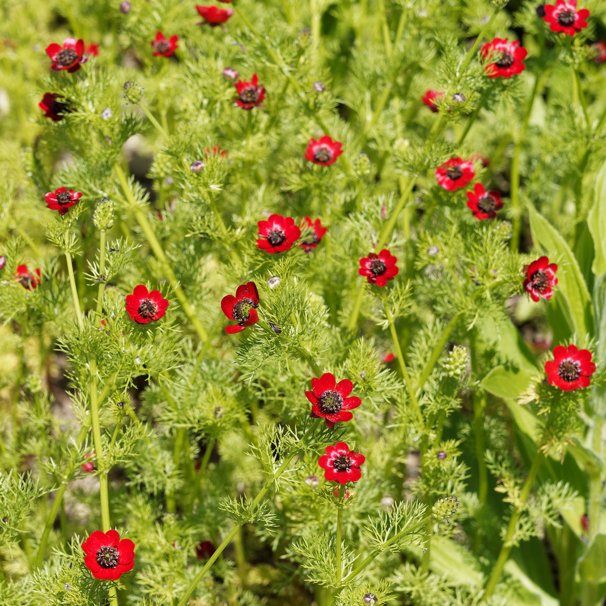 Sommer-Adonisröschen ‘Deep Red’ - Willemse