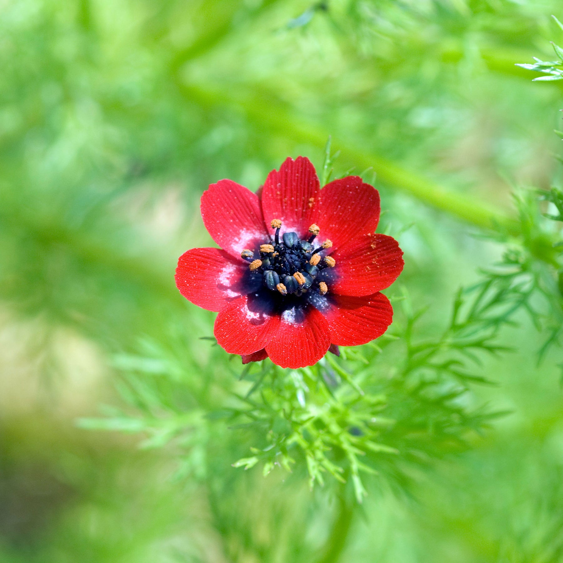 Sommer-Adonisröschen ‘Deep Red’ - Adonis aestivalis - Willemse